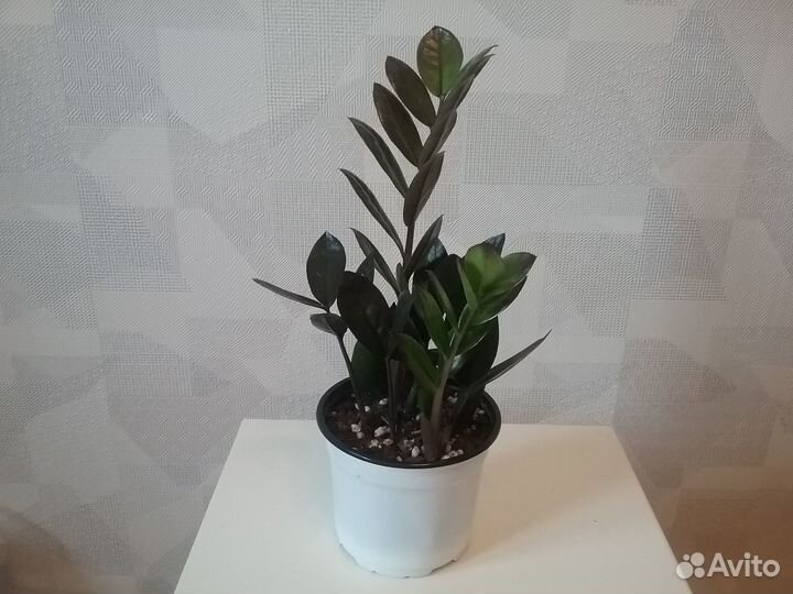 Замиокулькас (Super nova)