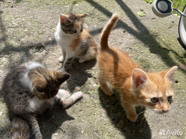 Котята в добрые руки