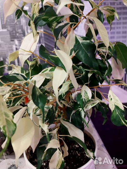 Коллекционные фикусы мелани,коканат,кёрли