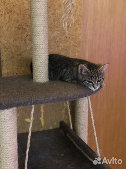 Котенок Рысенок