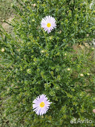 Сентябринки