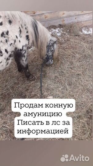 Конная амуниция бу