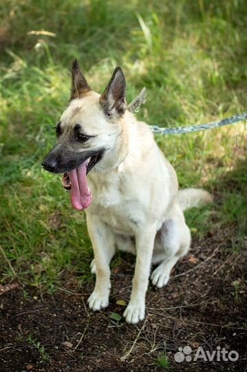 Ласковая Ириска ждет хозяина в приюте