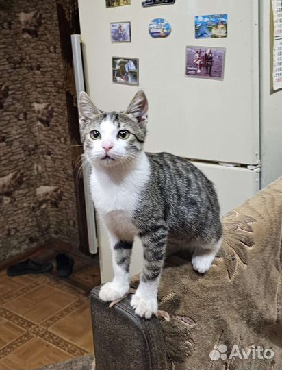 Котёнок бесплатно