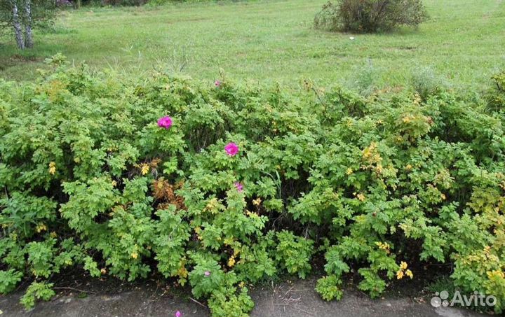 Шиповник морщинистый