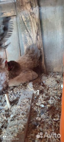 Молодые петухи