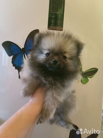 Щенки немецкого шпица