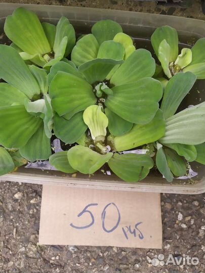 Вариегатный