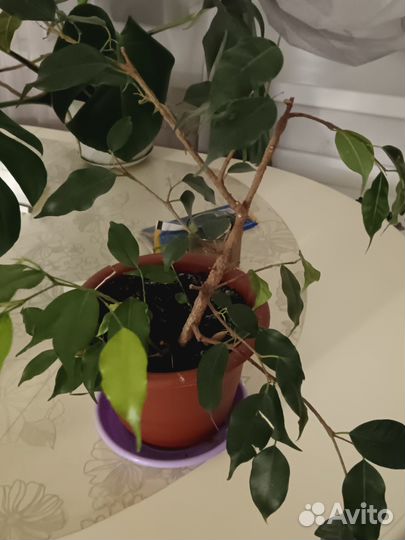 Фикусы Бенджамина