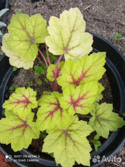 Садовые цветы