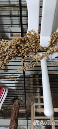 Лакомство для попугаев,канареек. Просо в метёлках