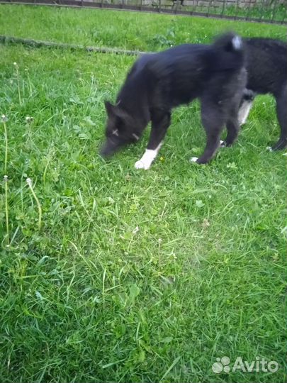 Щенки лайки