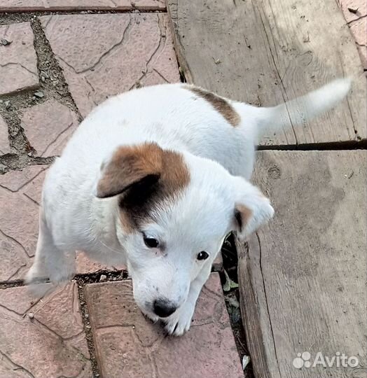 Отдам в добрые руки