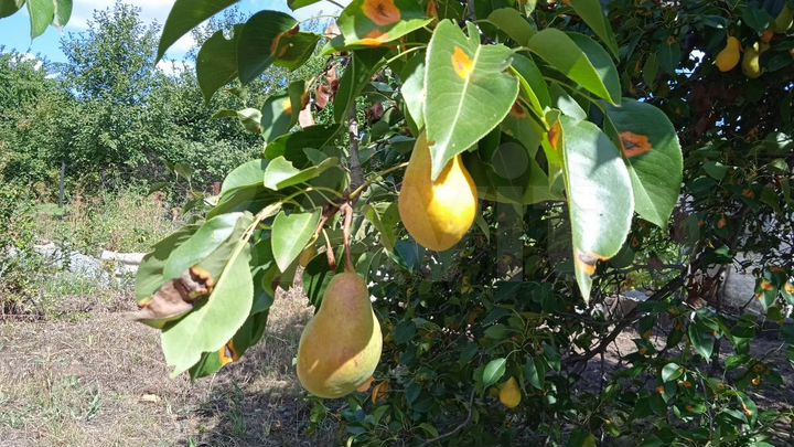 Дача 25 м² на участке 6 сот.