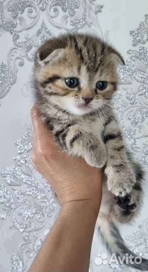 Шотландская