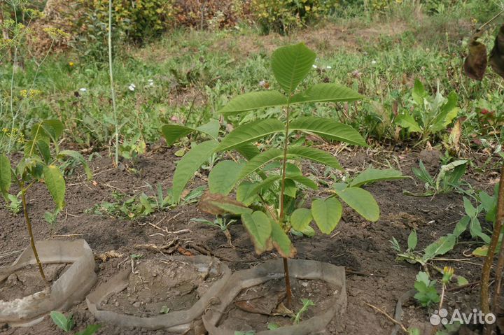 Саженцы ореха