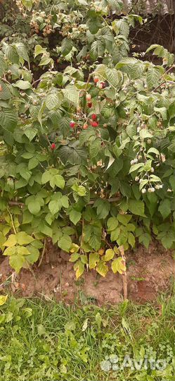 Саженцы малины и малина ремонтантная