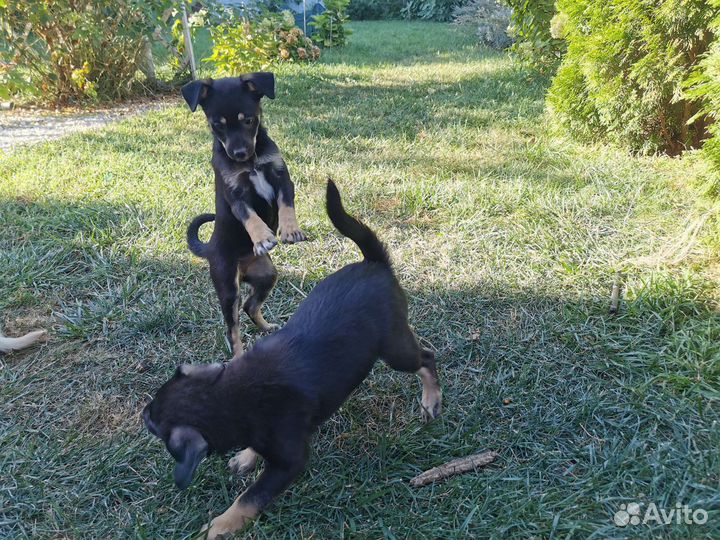 Двортерьер