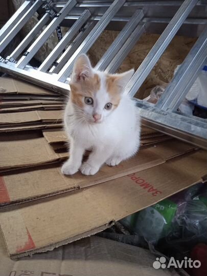 Котята в добрые руки