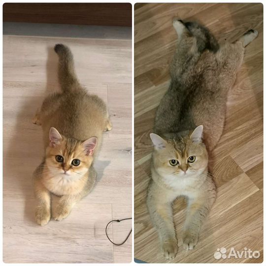 Вязка Британская Золотая Шиншилла