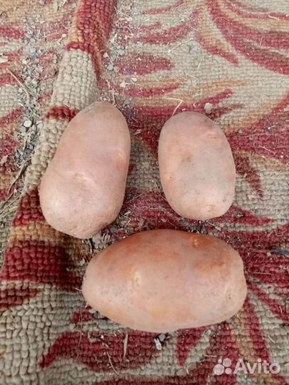 Продам картофель