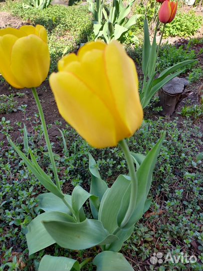 Луковицы тюльпанов