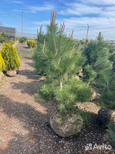 Сосна черная