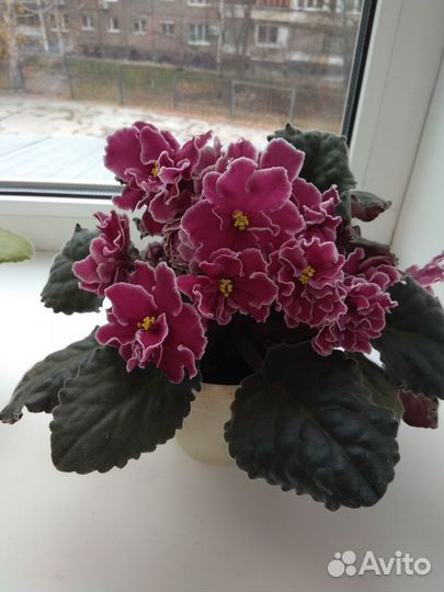 Продам фиалки
