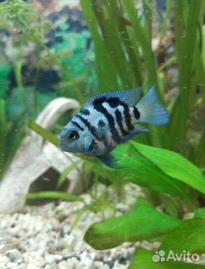 Аквариумные Рыбки Сапфировый попугай и другие