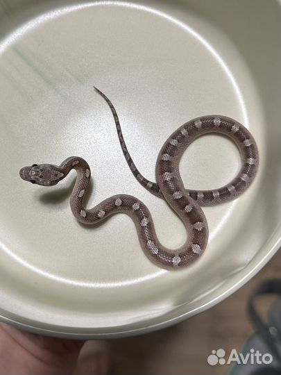 Маисовый полоз