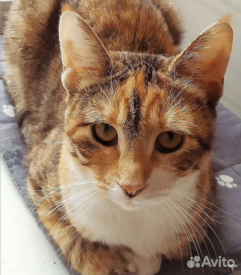 Кошка в добрые руки