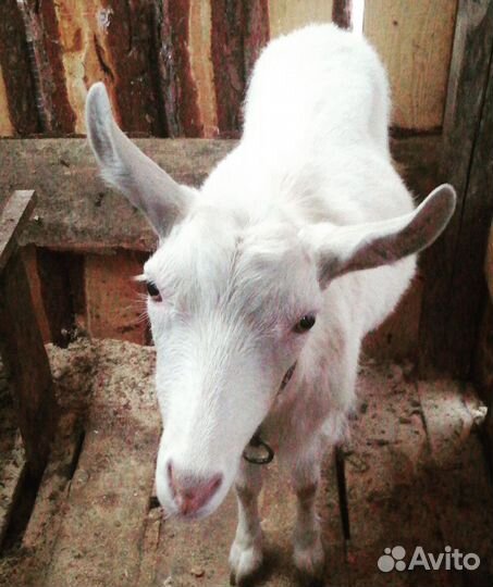 Зааненские козы дойные