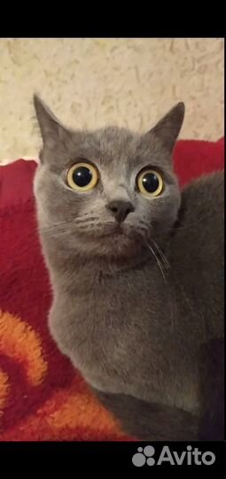 Вязка британской кошки бесплатно