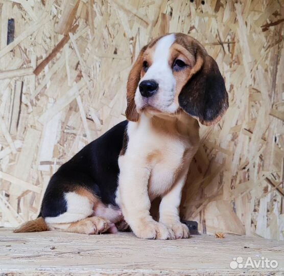 Щенки бигль