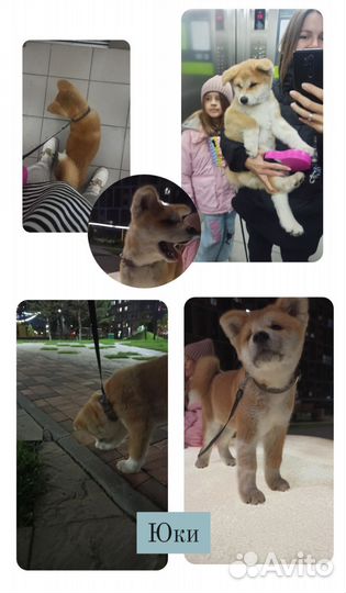 Передержка маленьких собачек, грызуны, попугаи