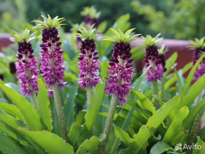 Бадан, эукомис