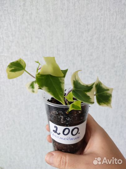 Комнатные растения