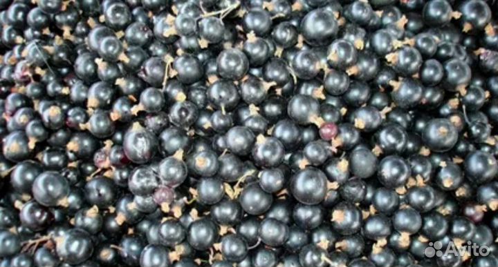 Черная смородина