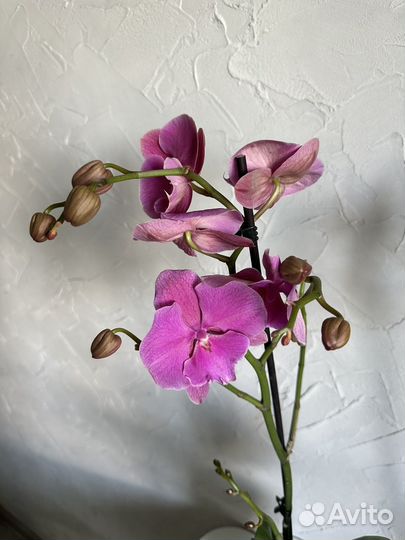 Орхидея фаленопсис биг лип новый сорт