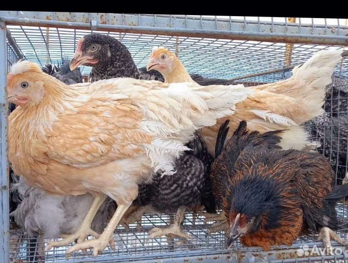 Куры молодки