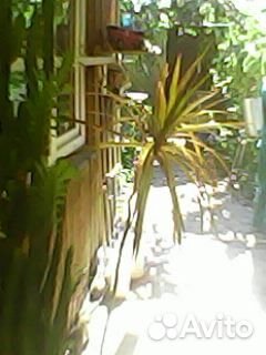 Комнатные домашние растения