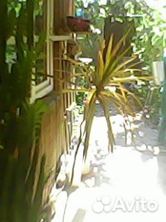 Комнатные домашние растения