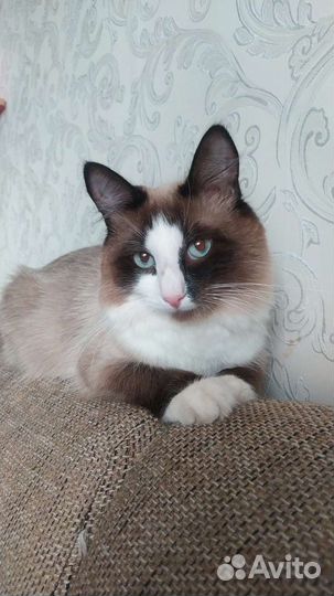 Сиамский Кот вязка