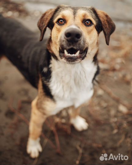 Собака в добрые руки