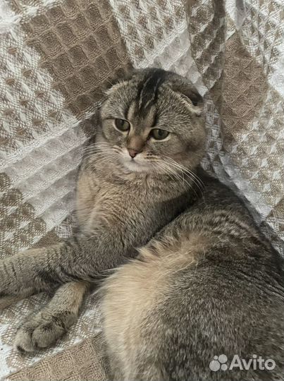 Вязка(кот)