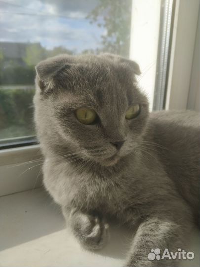 Британская кошка