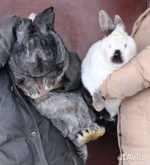 Классные крольчата