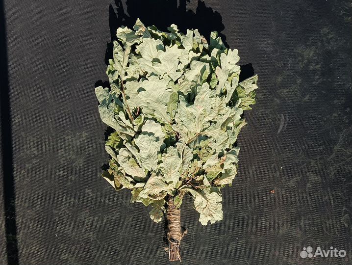 Дубовые веники для бани