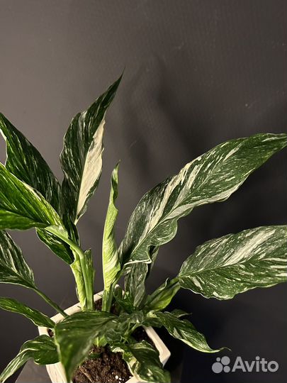 Спатифиллум даймонд