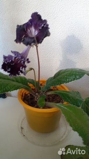 Комнатные цветы фиалки и стрептокарпусы